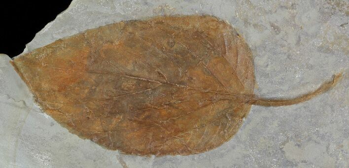 Fossil Leaf (Viburnum) - Montana #52232
